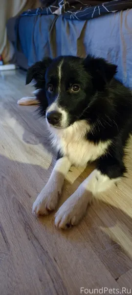 Добрый день! Вчера убежала соб...