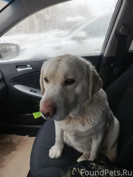 Найден белый лабрадор, город Т...