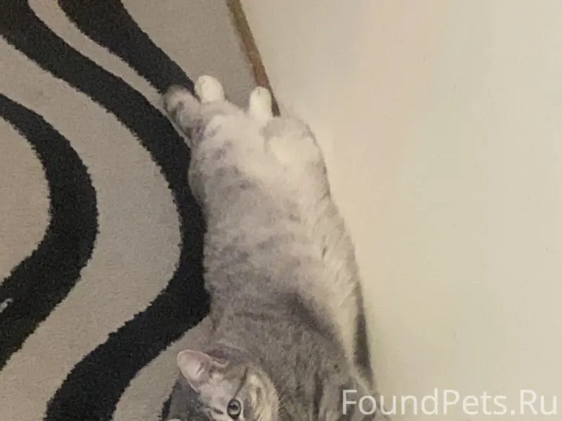 Пропал кот по кличке Балбес, р...