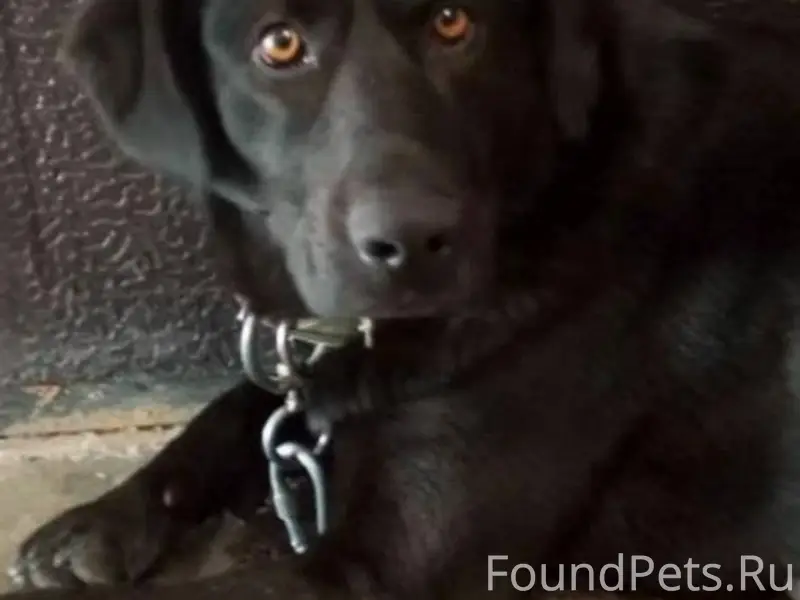 ‼️ НАЙДЕНА СОБАКА ‼️ Щелково -...