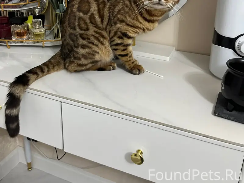 Найден бенгальский кот. По пов...