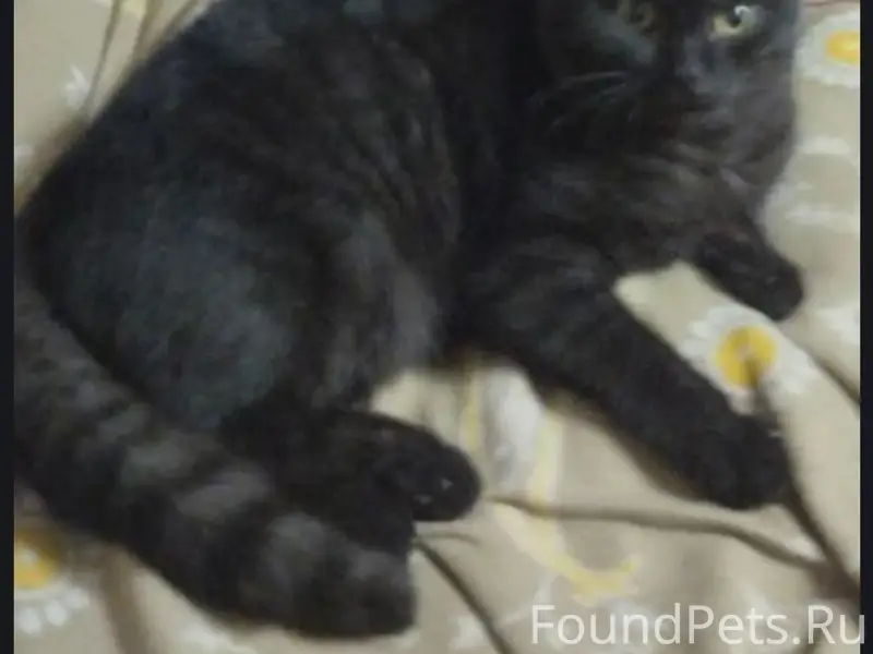Пропал кот чёрный со светлым п...