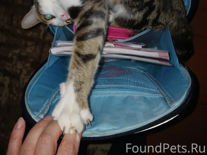 Пропал кот 7 месяцев . Пропал ...