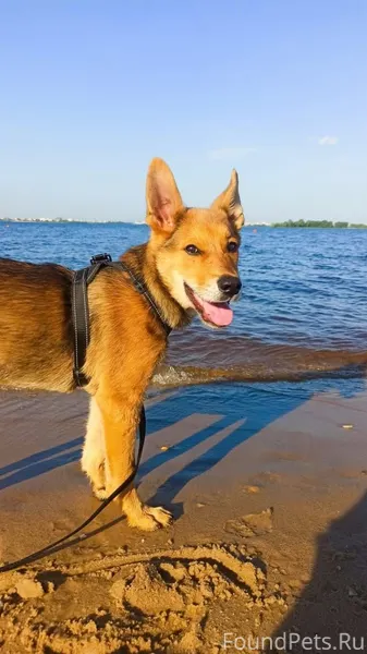 Сос! Ищем потерявшегося домашн...