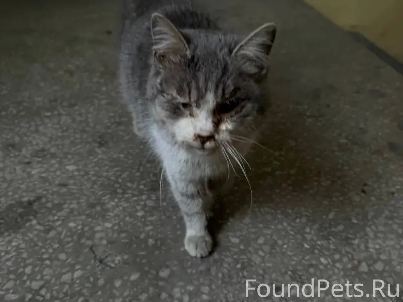 📌 СРОЧНО НУЖНА ПОМОЩЬ КОШКЕ🐾 К...