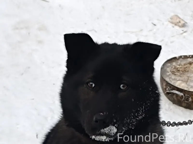 На Новом Городке потерялась чё...