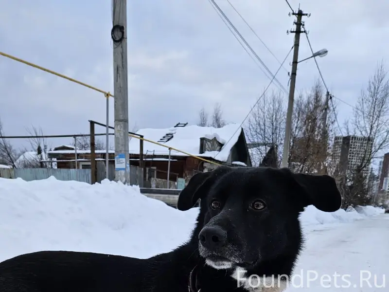 ***ДОМА *** Найдена собака, ок...