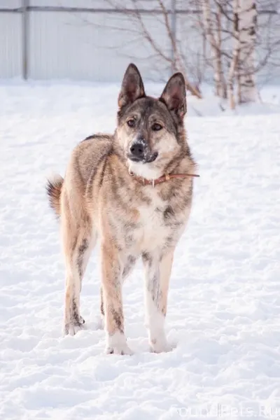 ВНИМАНИЕ!!! СРОЧНЫЙ ПОИСК СОБА...