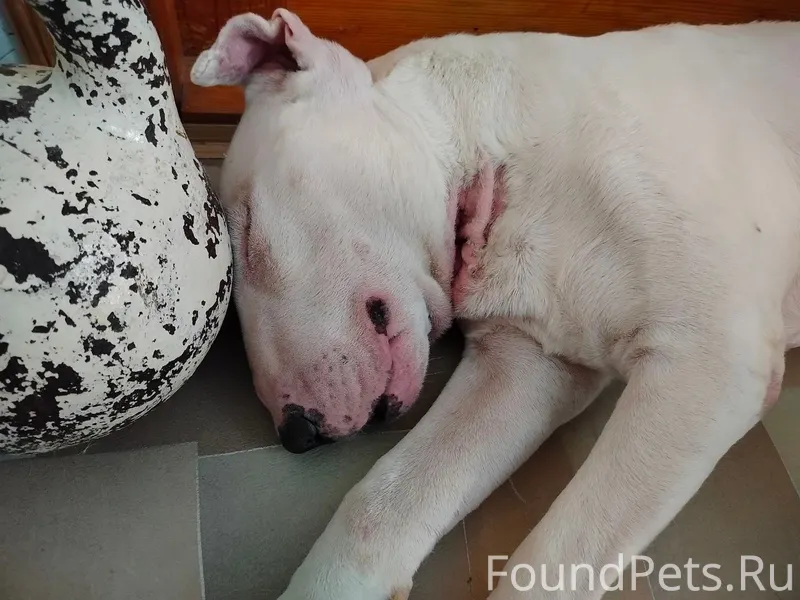 Утром 17. 02.2026, пропала соб...