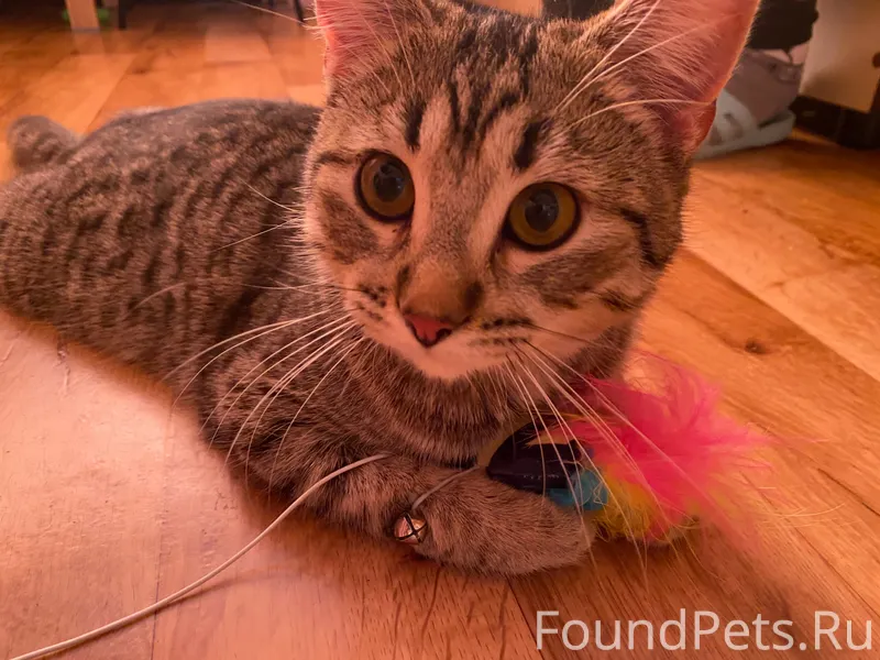 Добрый вечер! Найден кот, приб...