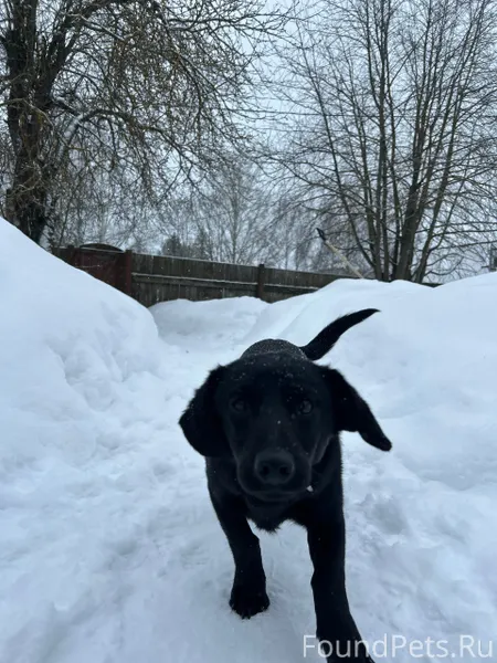 Прибилась собака во время прог...