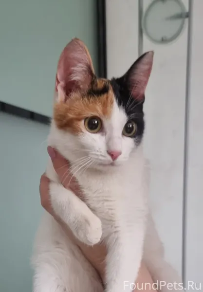 Найдена кошка, чьё сокровище? ...