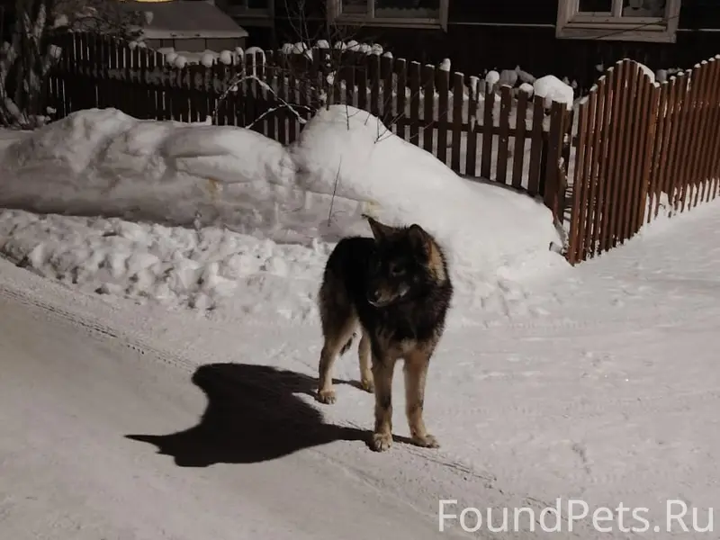 Здравствуйте! 6 февраля убежал...