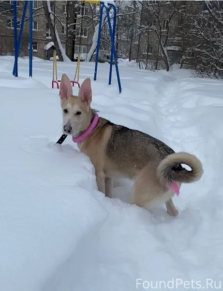 🆘🆘🆘Сегодня у нас потерялась со...