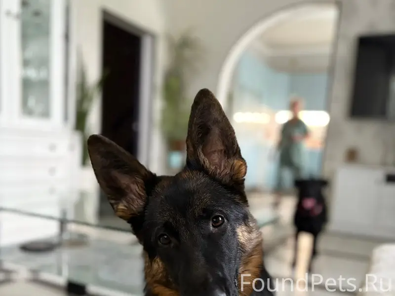 Добрый день потерялись собаки ...