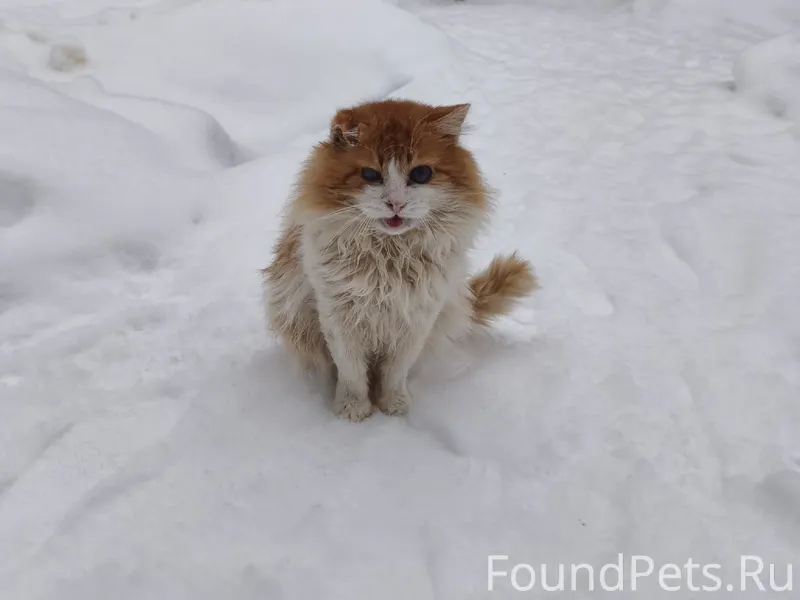 Пропал котик" бандитской наруж...
