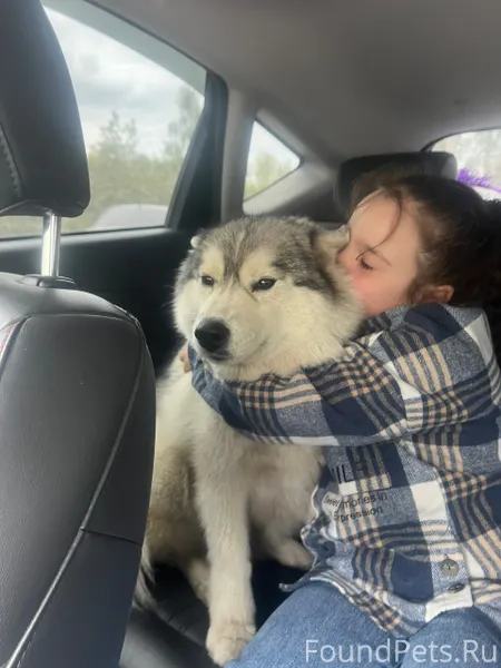 Потерялась собака в районе Наб...