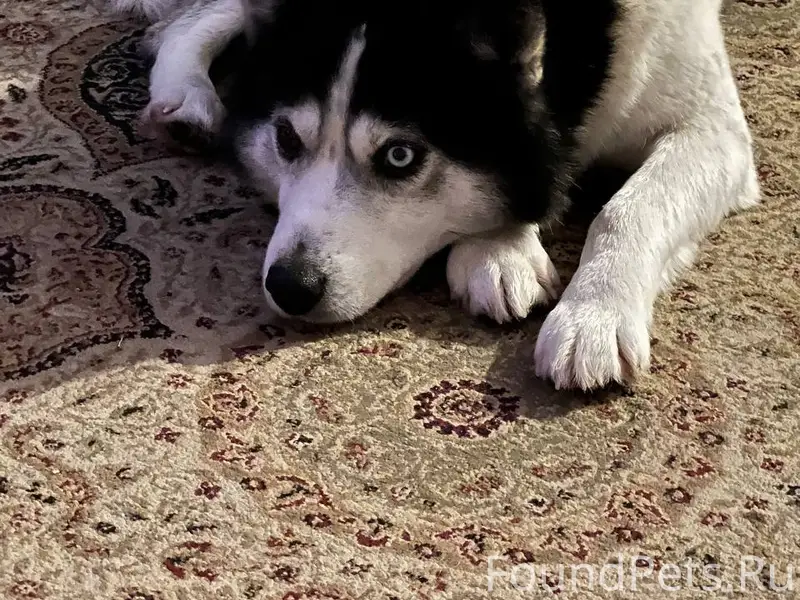 Внимание! Потерялась собака! Е...