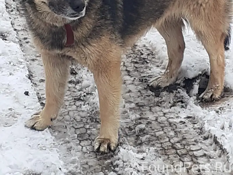 🆘🆘 ПРОПАЛА СОБАКА🆘🆘Кличка - Ти...