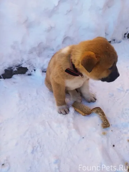 Потерялся щенок,кто видел напи...