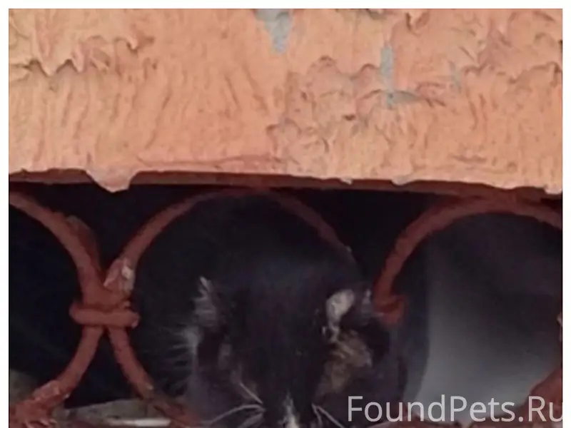 🆘🆘🆘 КОТЕЙКА ВЫЖИВАЕТ НА УЛИЦЕ💔...