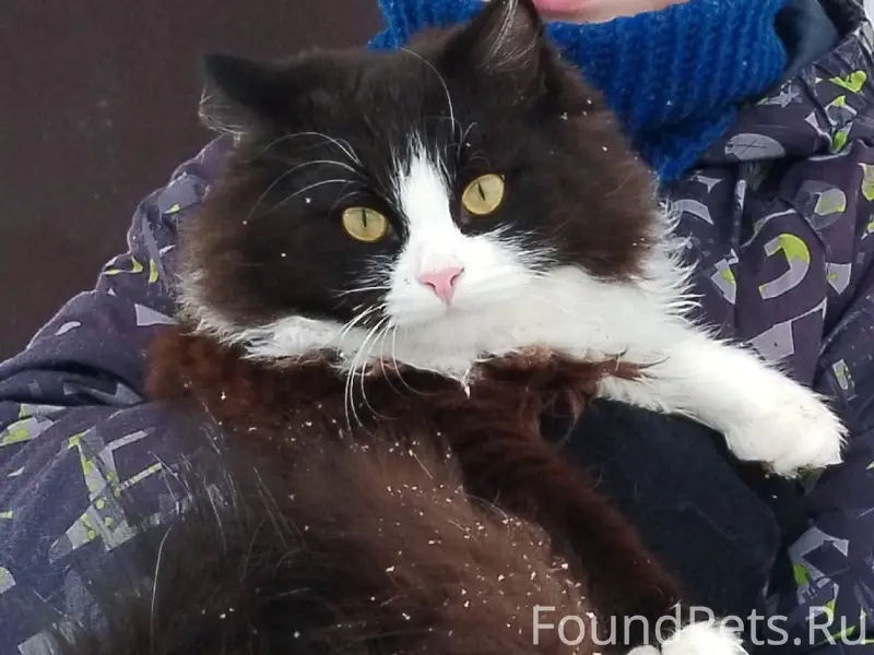 Пропал кот, дер. Старое Брянце...