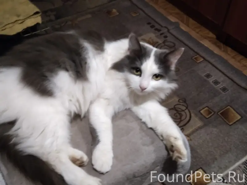 Пропал кот,молодой,красивый,пу...