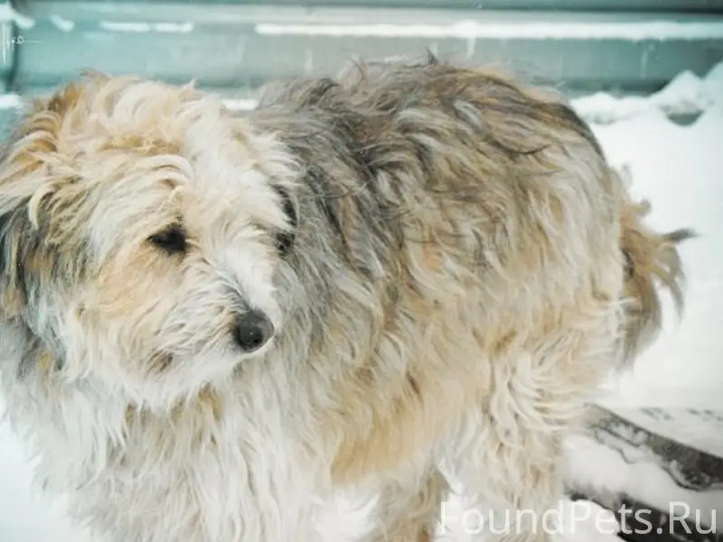 Пропала собака. В районе сусли...