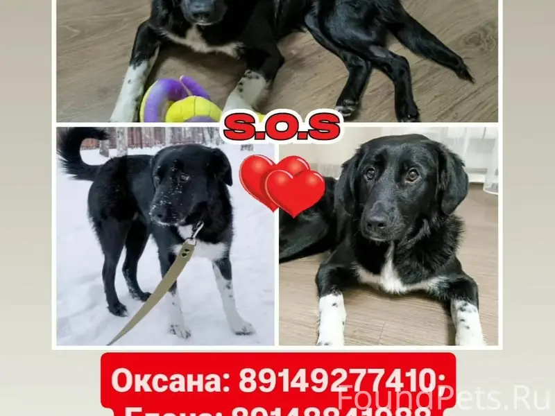 🆘🆘🆘 Внимание! Иркутск! Потерял...