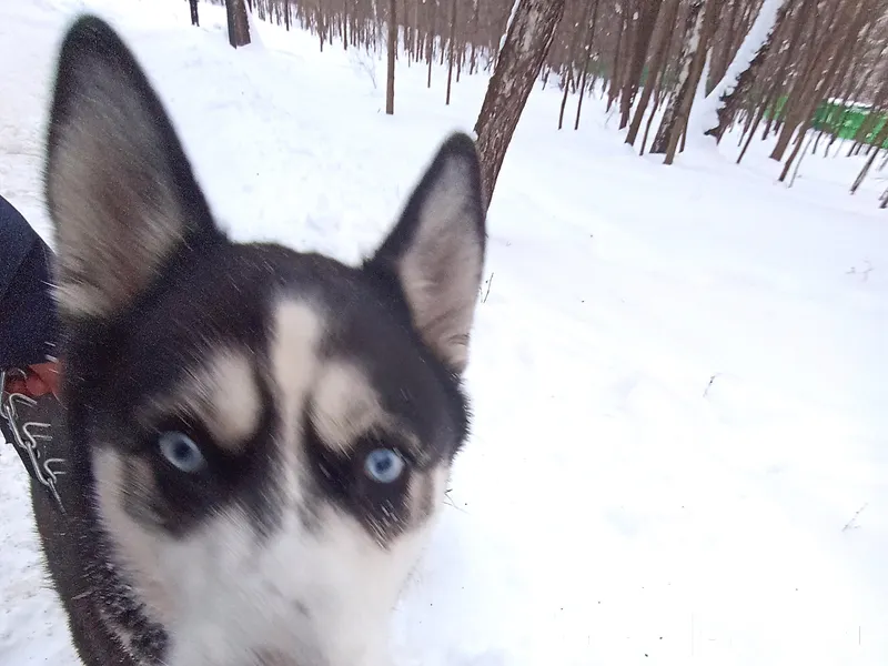 Вот такой красавец бегунок вст...