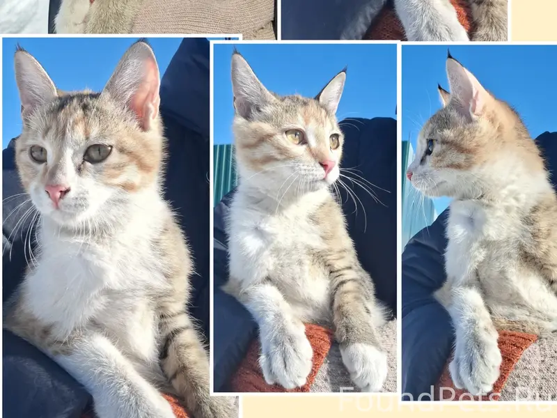 Найден котёнок (вроде девочка)...