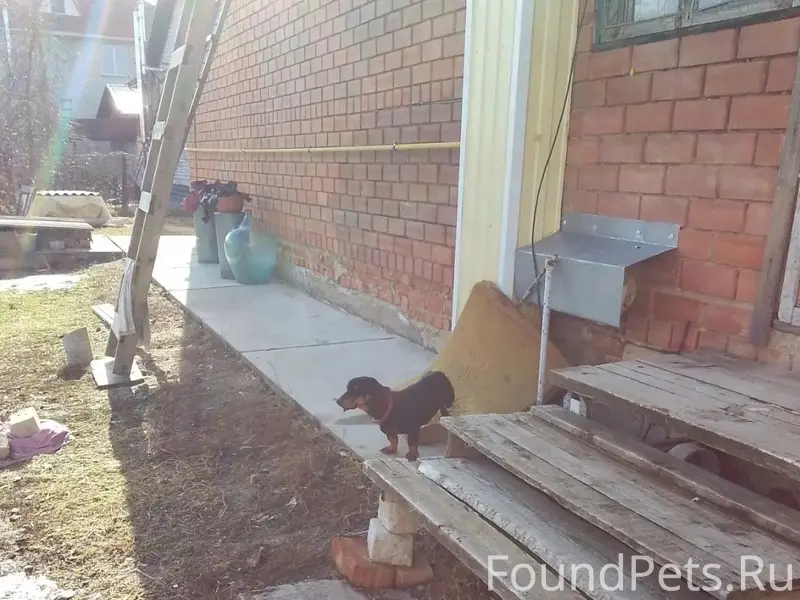 ‼️Россошь !Найдена собака такс...