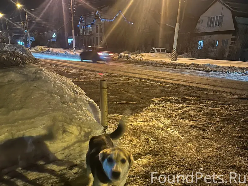 Найден молодой пес, на улице Н...
