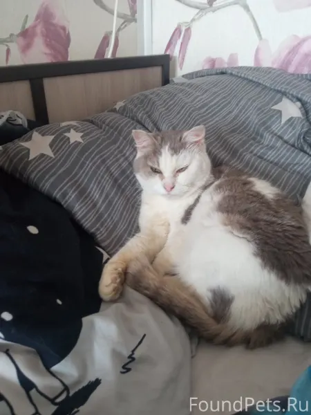 Всем привет,найдена кошка райо...