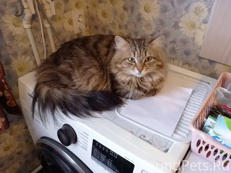 Добрый день пропал кот, может ...