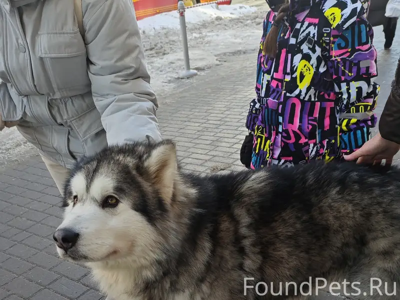 Друзья, максимальный репост. П...