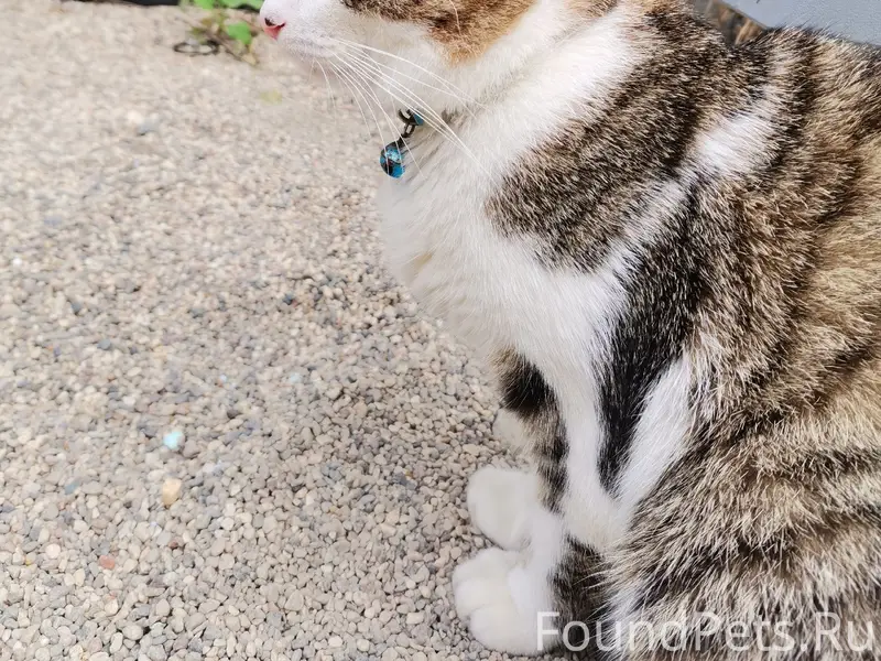 Пропал кот с Верхнего переулка...