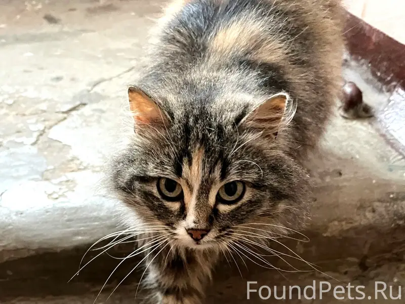 🆘 Друзья, помогите найти кошку...