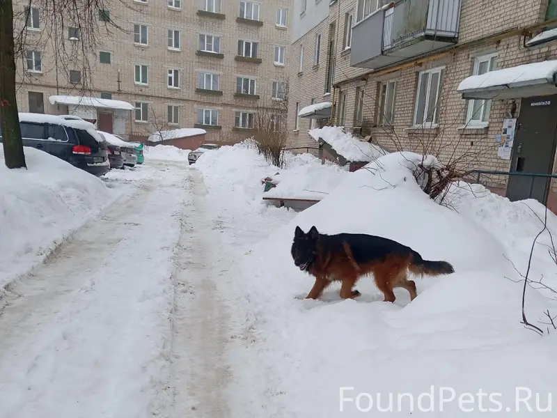 Добрый день. Пропала собака, н...