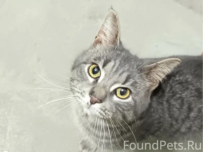 Кот ищет хозяев В подъезде одн...