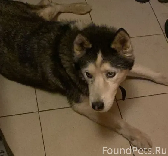 ПРОПАЛА СОБАКА! · Порода: Хаск...