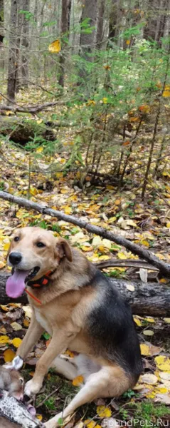 24 ноября на охоте потерялся п...