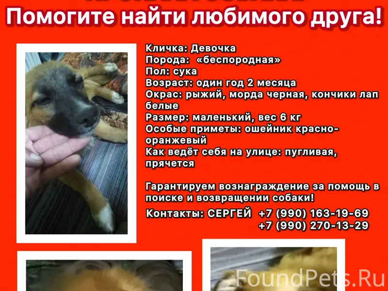 ПРОПАЛА СОБАКА‼️ Помогите найт...