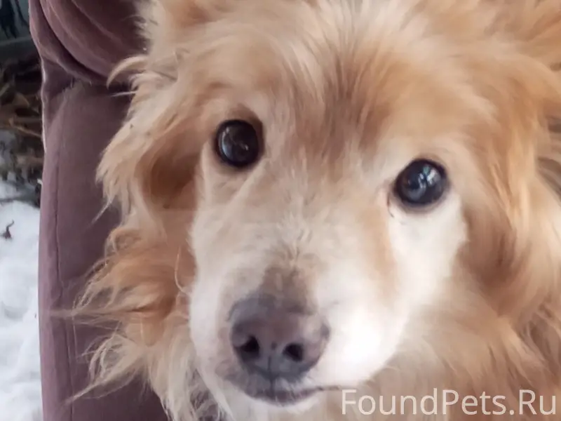 Найдена собака Кировград, обра...