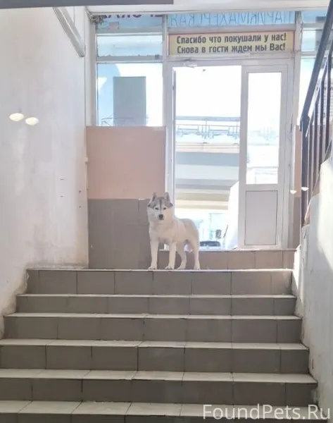 Г. Казань КТО ПОТЕРЯЛ СОБАКУ? ...