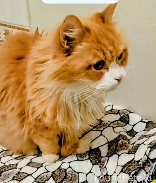 Нужна любая информация! Ищем х...