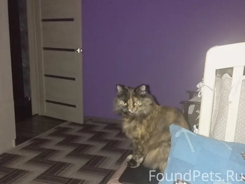 Пропала кошка Ориентировочно у...