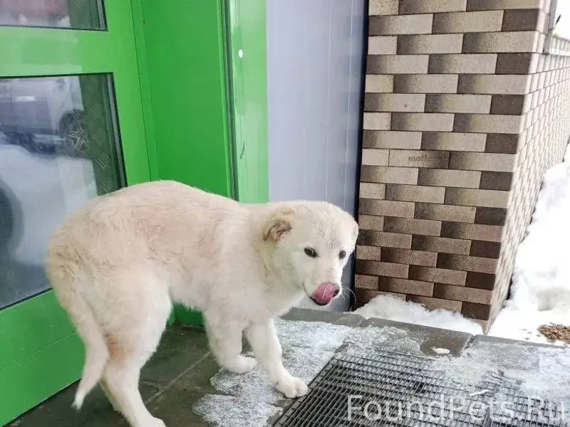 Пропал щенок! Последний раз ви...