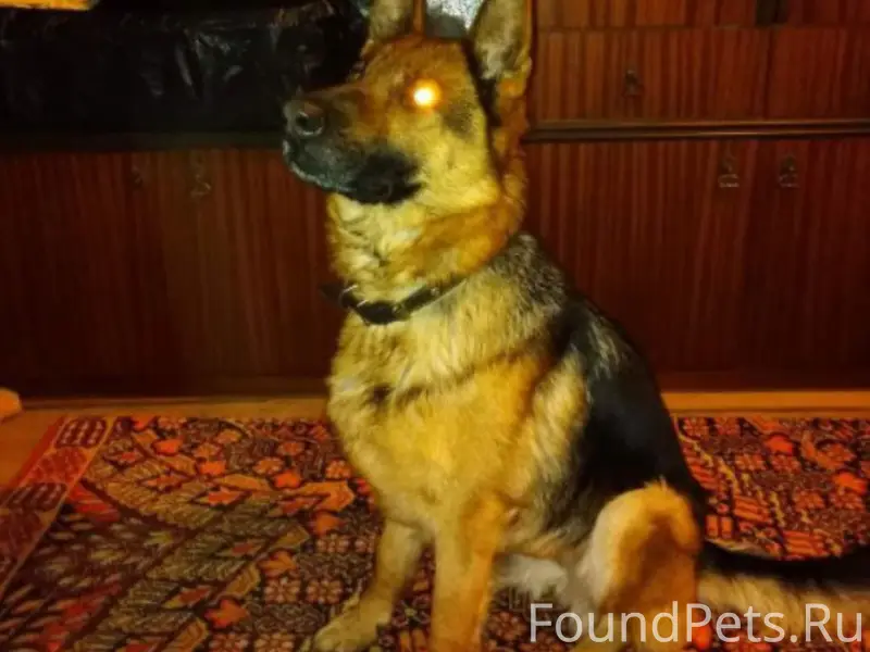 Убежала собака ориентировочно ...