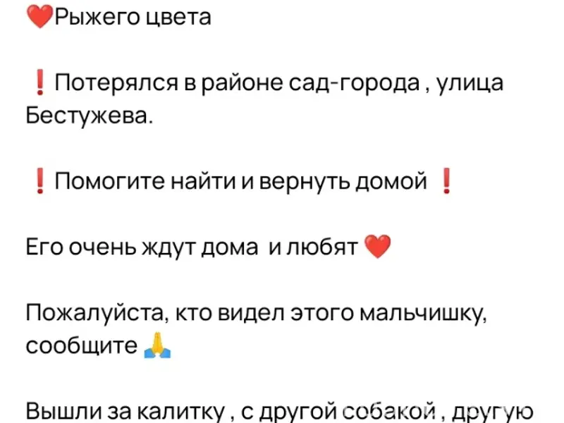 Помогите найти пекинеса , пожа...